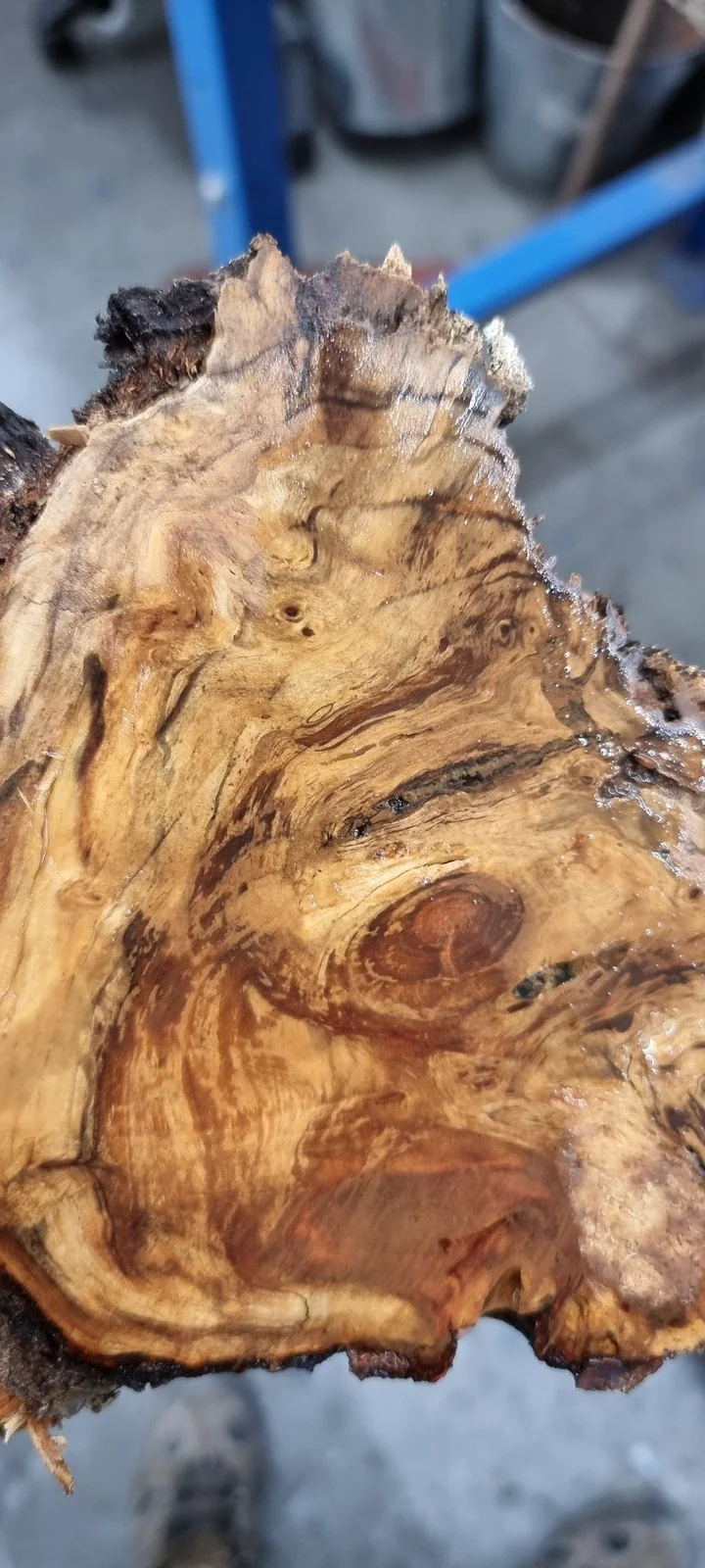 A piece of figured willow held in a hand, ready for stabilisation.